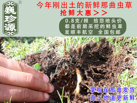 新鮮蟲草,新鮮冬蟲夏草,新鮮蟲草頭草,巍珍源0.8克/根新鮮那曲蟲草頭草