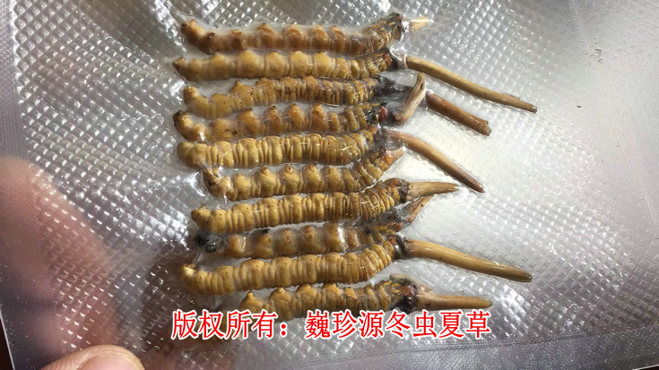 早產冬蟲夏草,在新鮮冬蟲夏草上市初期出現為數不少的早產冬蟲夏草