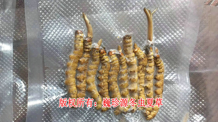 早產冬蟲夏草,在新鮮冬蟲夏草采挖上市初期,有為數不少的早產冬蟲夏草流入市場