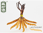 xĲ2.2l/ ڲ x؛r286Ԫ/