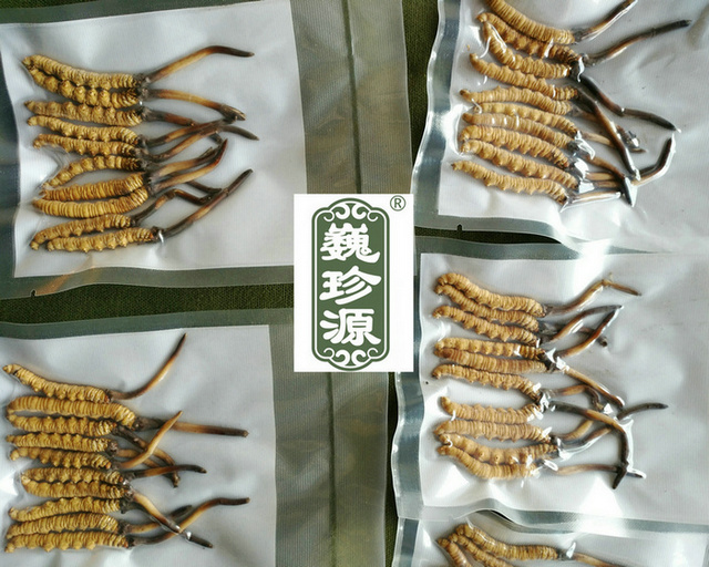 鮮蟲草,新鮮冬蟲夏草,新鮮蟲草和干蟲草哪個營養價值高,冬蟲夏草新鮮的和干的哪個營養價值高,新鮮蟲草和干蟲草營養價值哪個更高