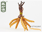 xĲ2l/ ڲ x؛r306Ԫ/
