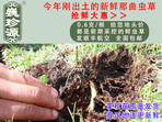 rxĲ շb 0.6/r60Ԫ/